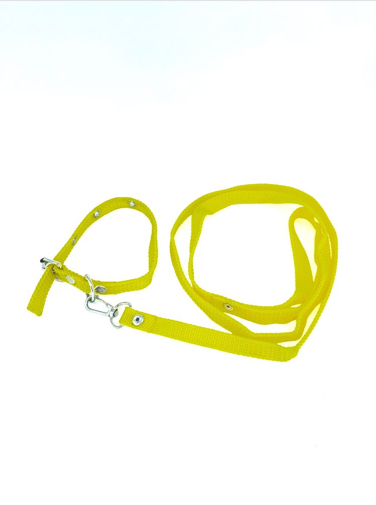 COLLAR Y PASEADOR #3 AMARILLO ECONOMICO