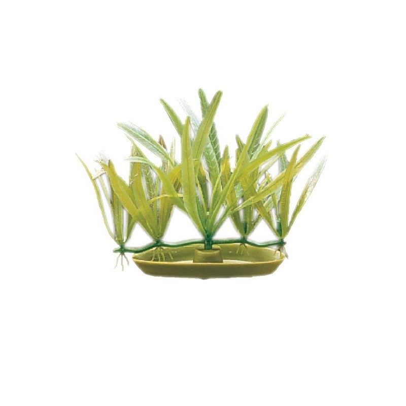 PLANTA DE ACUARIO FOREGROUND CRYPT BECKETTI 3"