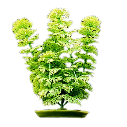 PLANTA DE ACUARIO