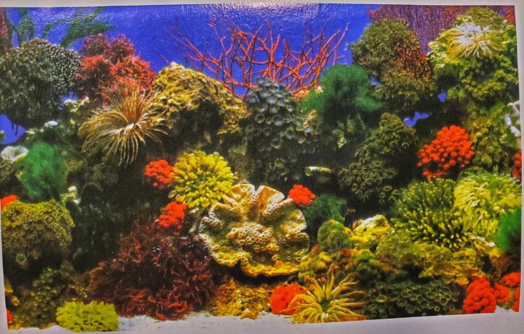 PANORAMA 18"X52