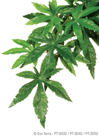 PLANTA P/TERRARIO