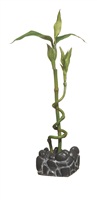 [12201] ADORNO ACUARIO PLANTA BAMBOO 9"