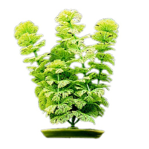 PLANTA DE ACUARIO