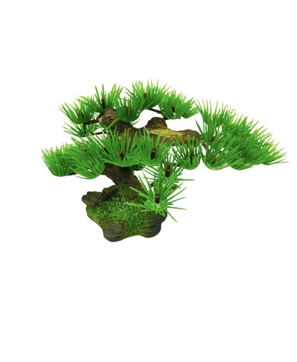 [K-18] PLANTA DE ACUARIO BONSAI 8"X3"X6"