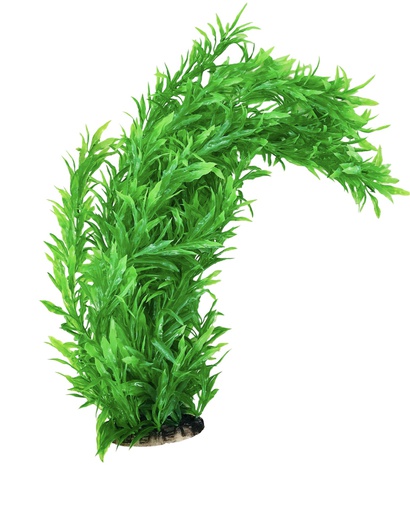 [PP-86B24] PLANTA DE ACUARIO C/BASE JUMBO 24"