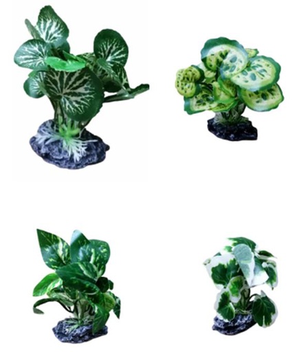 [LB-06] PLANTA DE ACUARIO C/BASE SMALL 4" 4/1