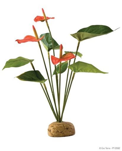 PLANTA P/TERRARIO