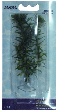 [12071] XXPLANTA DE ACUARIO MINI ANA CHARIS VENTOSA