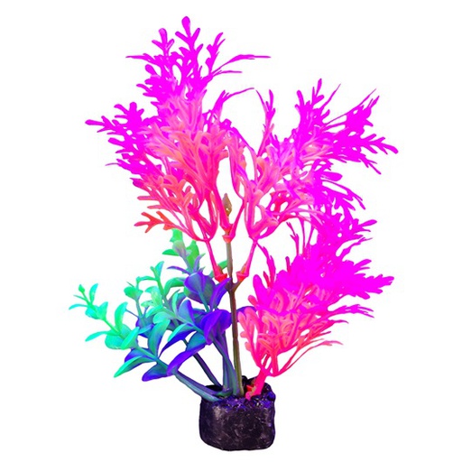 [PP-1004] PLANTA DE ACUARIO SMALL NEON 5.5"
