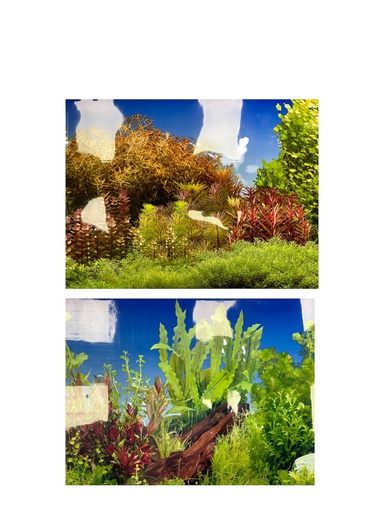 PANORAMA 15"X50'