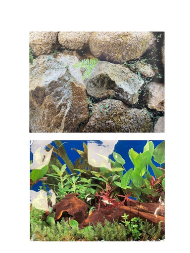 [S1F3-19] PANORAMA 19"X50'